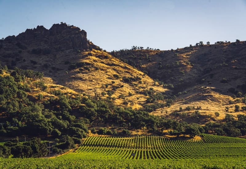 SLWC VineyardPalisadesView