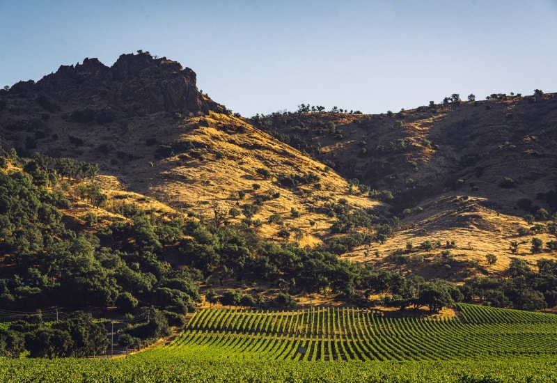 SLWC VineyardPalisadesView