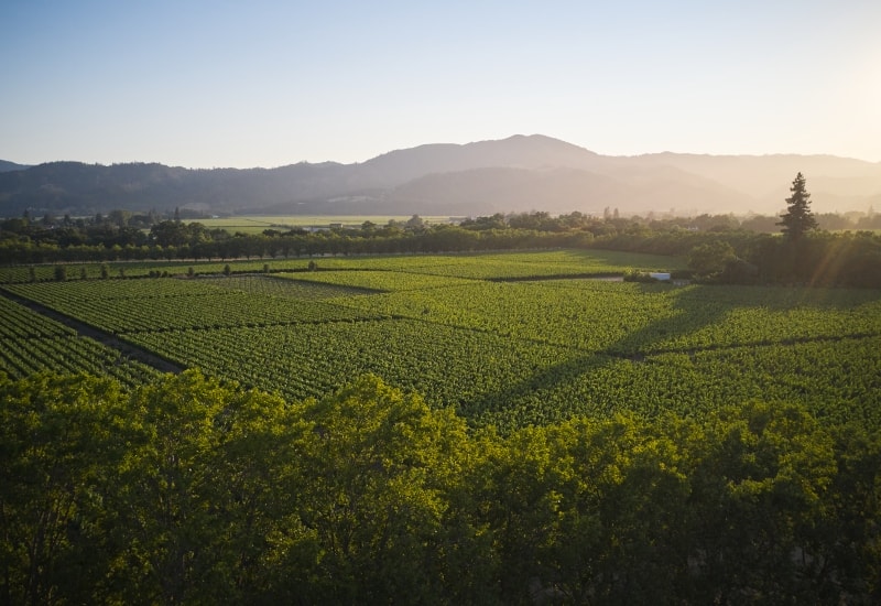 167973633 185310872 Favia Oakville 2024 0712 098111 (1)